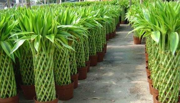 富贵竹几天换水一次 db16e269bfe4489986f83d88653d19ba.jpeg