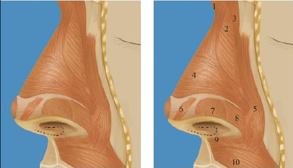 通常,鼻尖,鼻翼和鼻背最终的移动均是肌肉协同作用的结果.例如