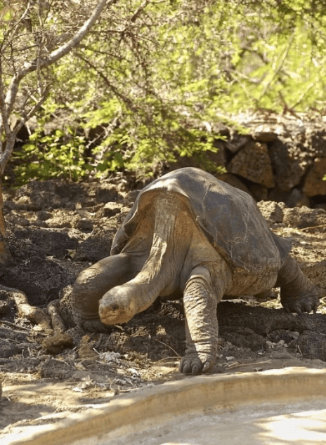 世界上最后一只平塔岛象龟,懒到连交配都不积极!