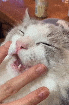 瞧瞧耳朵竖起来真的超像一只