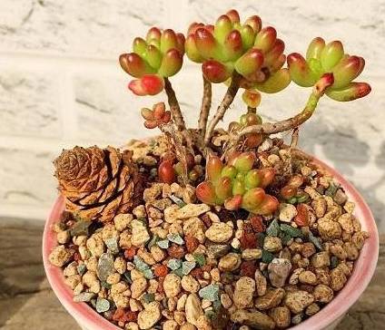 多肉夏天多少度遮阴 3762b9f8a3a848e9b5fc3ff380363e45.jpeg