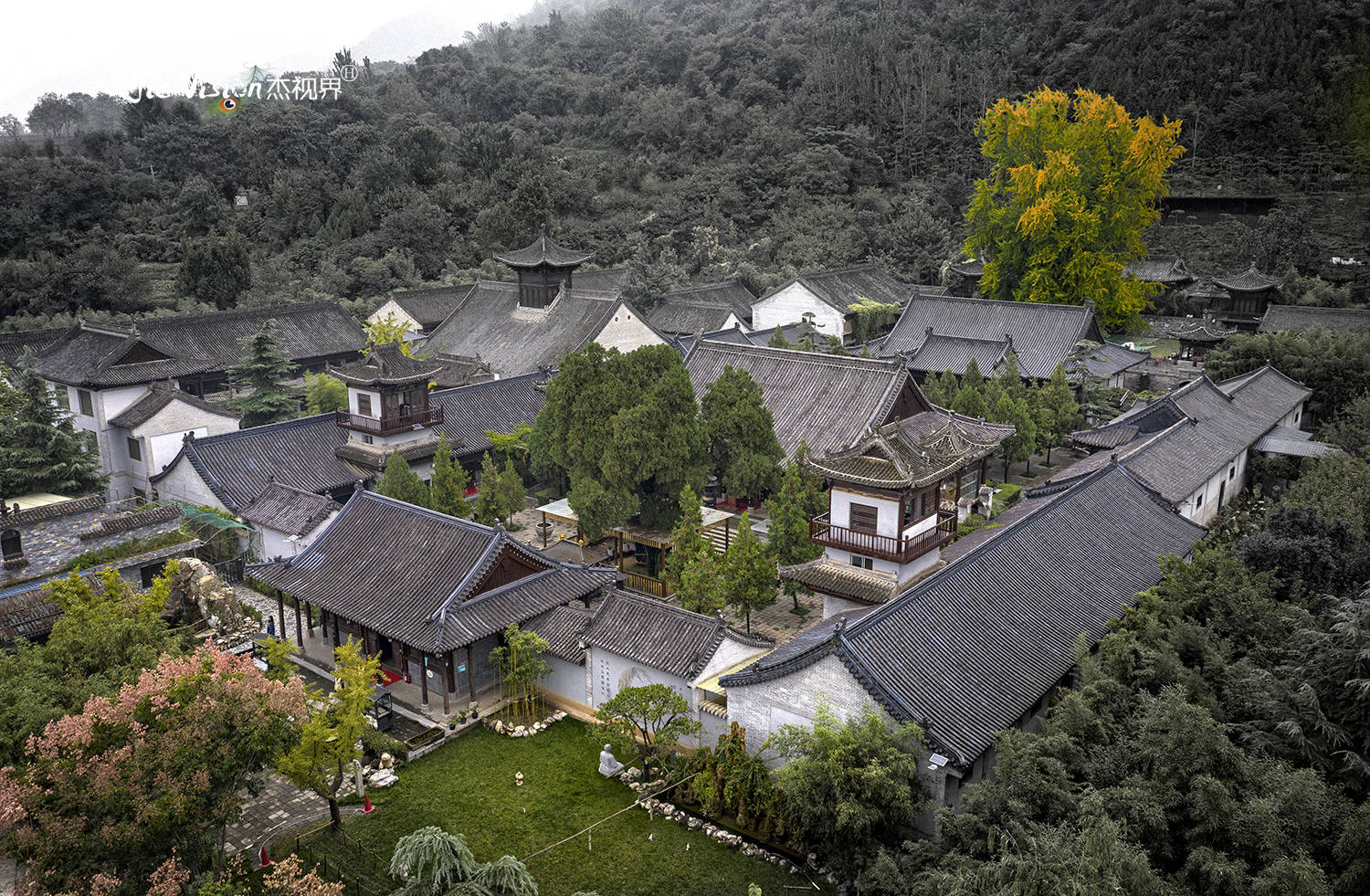 禅寺|1400年历史银杏树与观音禅寺相伴相生 背后的故事让人称奇