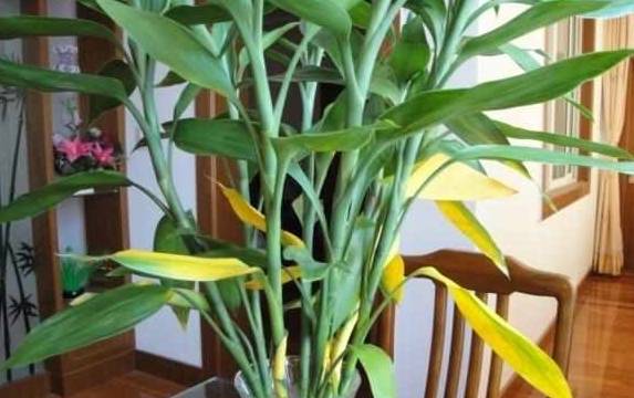 富贵竹几根好养 6b38bc92d78148448e02d90546e48c7e.jpeg