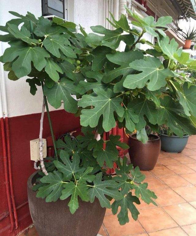 盆栽土壤板结快速改良方法 b5b87bd885054f38b9df8ce7bda1767d.jpeg