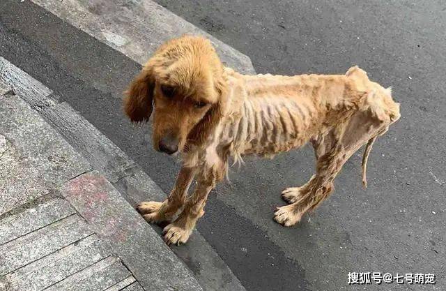 原创金毛瘦成"排骨"遭遗弃,却依然坚守在原地:我的主人去哪里了?