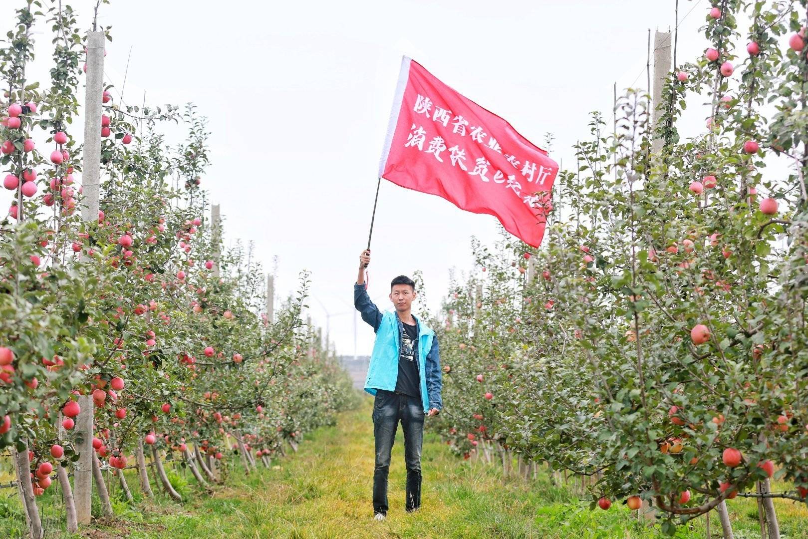陕西农业|走进中国苹果20强县咸阳旬邑 消费扶贫e起来看马栏红苹果丰景图