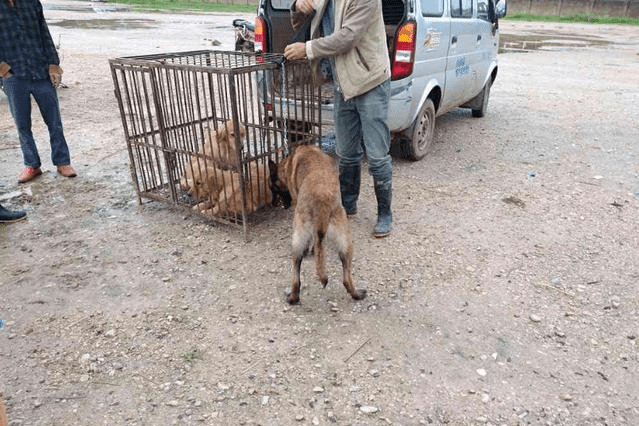 怎么看小狗是不是马犬 d2ea417ef84645bfb3076e4ffc4a2041.png