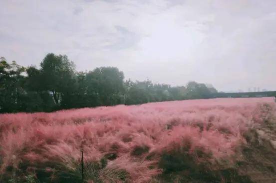 武汉二妃山粉黛怒放,行走其间犹如化身粉色花海,曾是2妃子墓冢