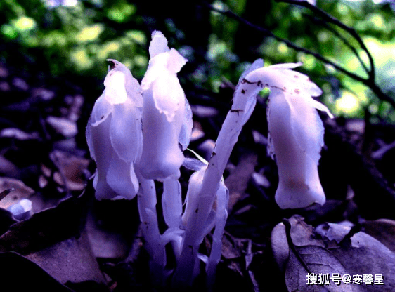 90b0800daec24c71b758668936ead71a.png