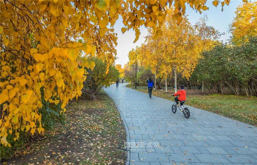 家门口就能赏秋天童话20个城市公园打卡冰城最美秋色