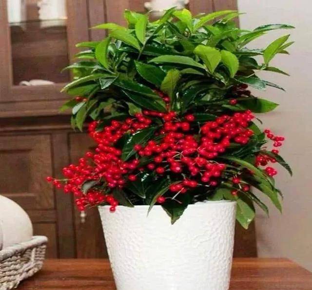 盆栽花怎么养护和管理 d4b162bb5034426395e48d49dafb3155.jpeg