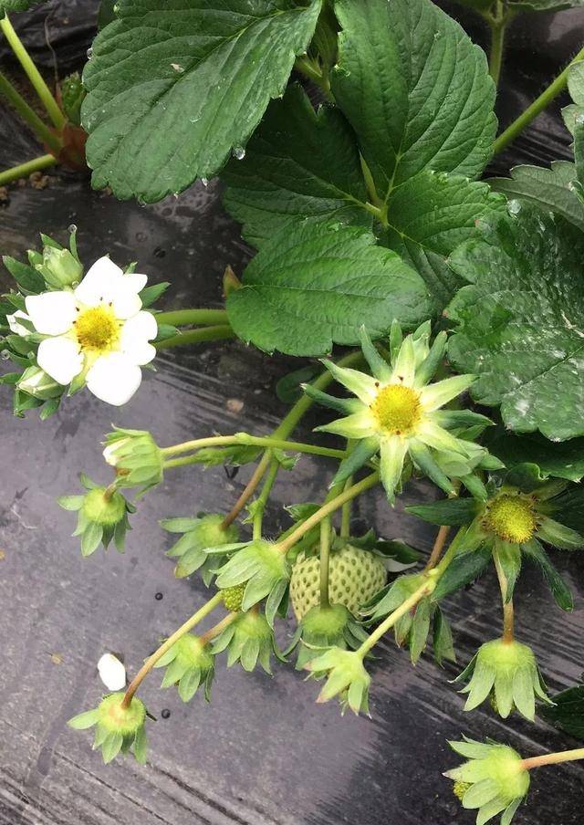 草莓花芽分化,开花,结果的最佳温度是多少?你知道吗_手机搜狐网