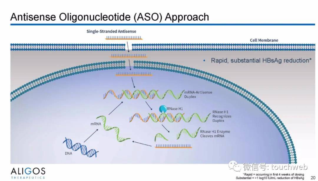 Capital|治乙肝的Aligos冲刺美股：拟募资上亿美元 路演PPT曝光