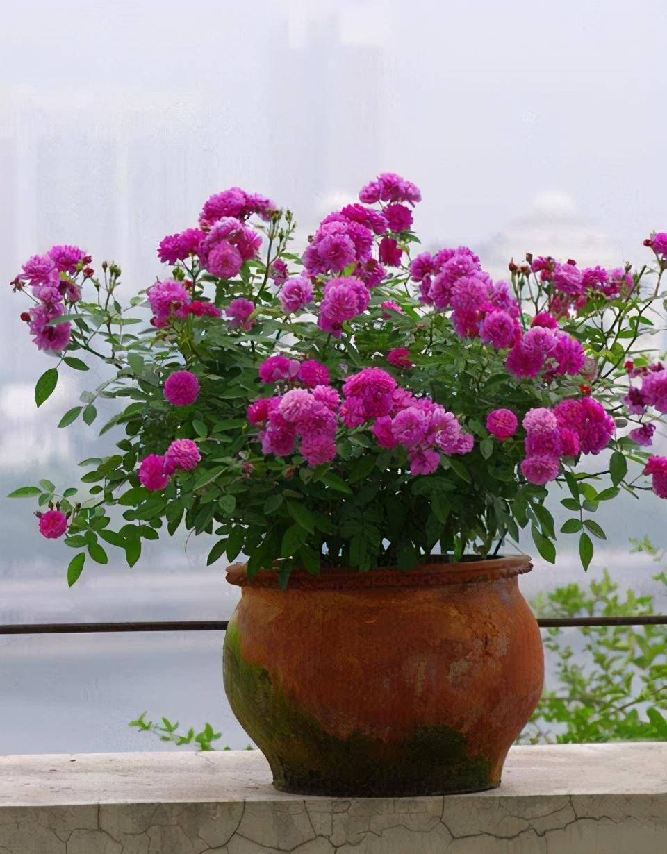 月季花怎么浇水才好呢 061d3ee8b8ba4deda210078f3f5107cc.jpeg