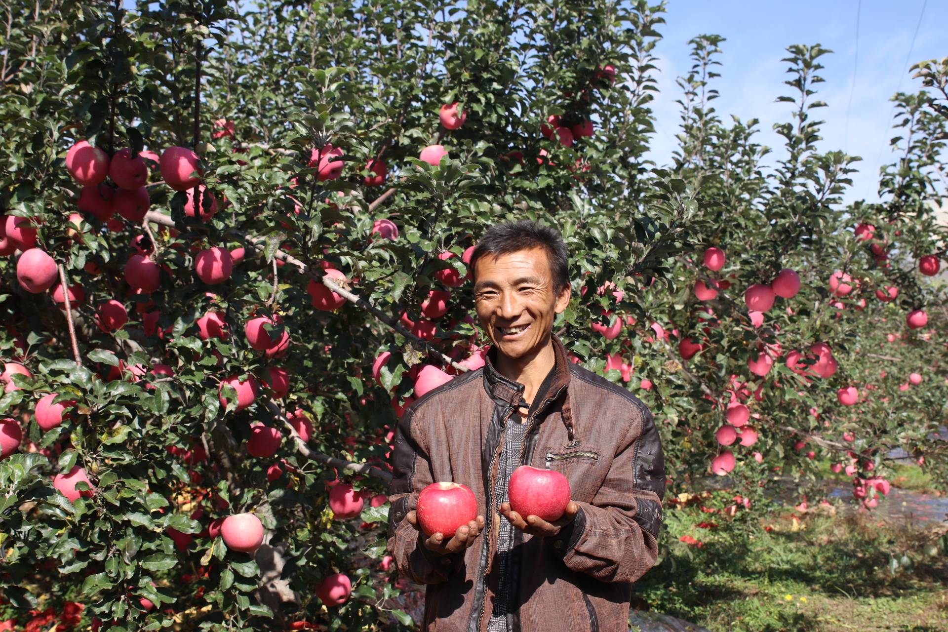 陕西苹果|延川一张亮丽的名片 延川苹果 小苹果大产业 万千果农的致富梦