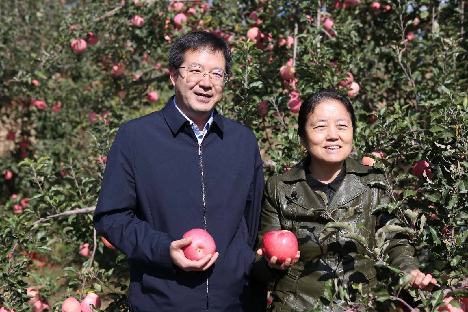 陕西苹果|延川一张亮丽的名片 延川苹果 小苹果大产业 万千果农的致富梦