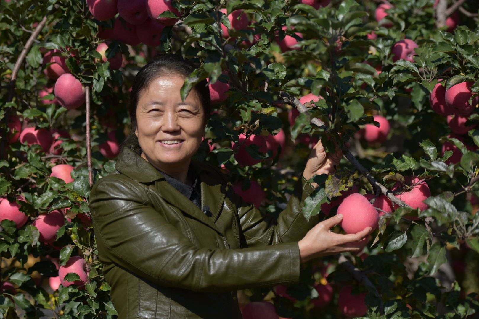 品牌|消费扶贫e起来丨主播带你进果园、看产业、选品牌 为延川苹果代言