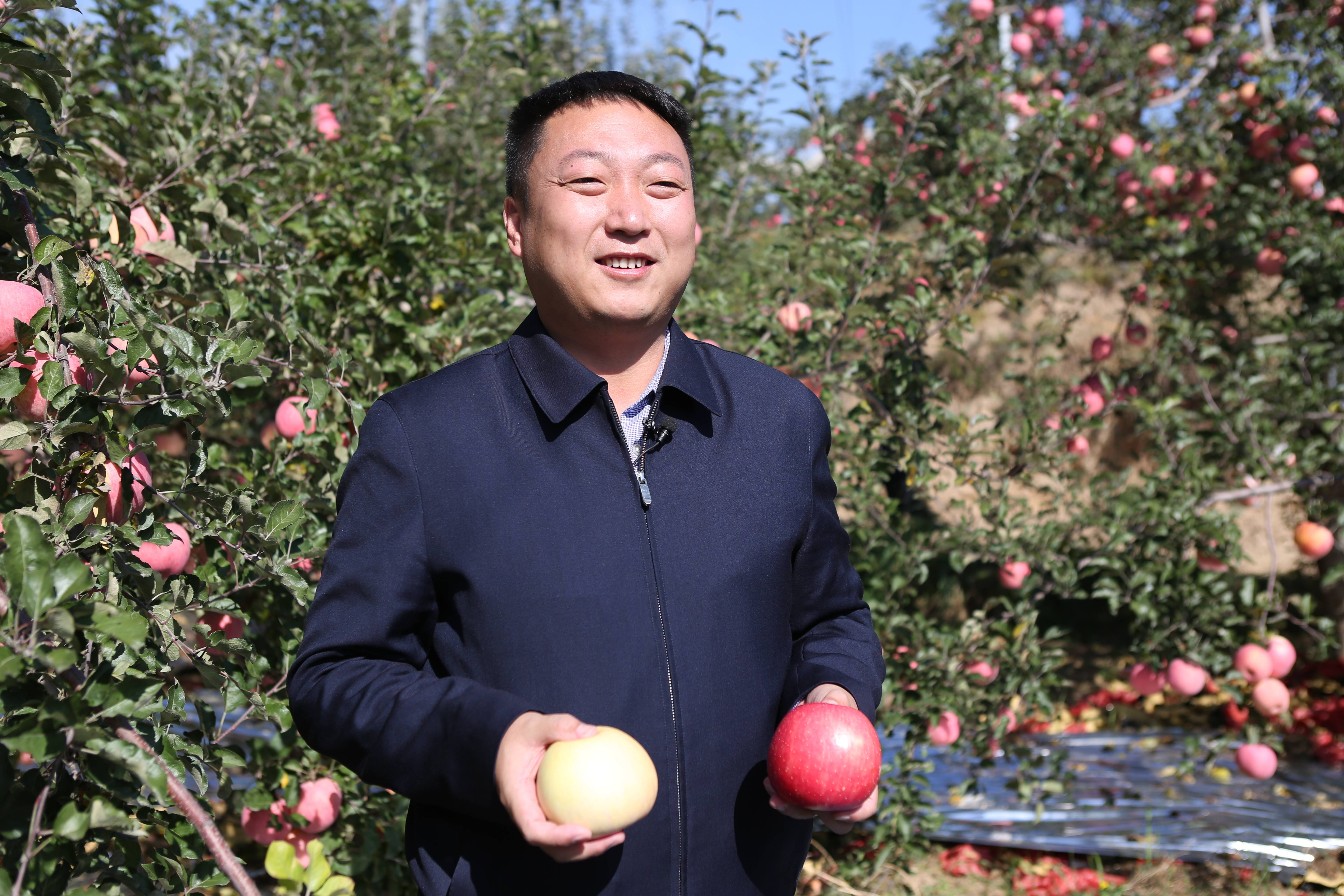 陕西苹果|延川一张亮丽的名片 延川苹果 小苹果大产业 万千果农的致富梦