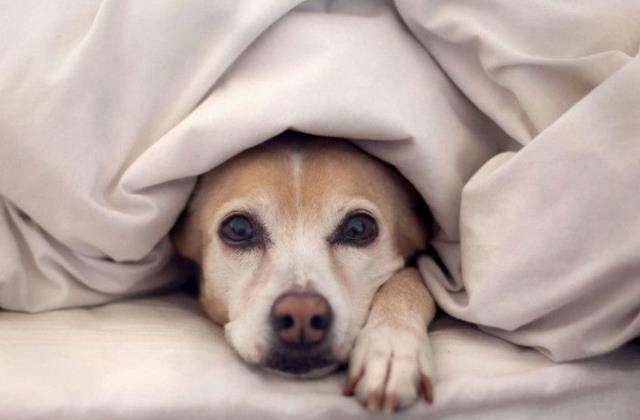 怎么看小狗有没有寄生虫 601d2a94a9d04d69a7224f56549ae55c.jpeg