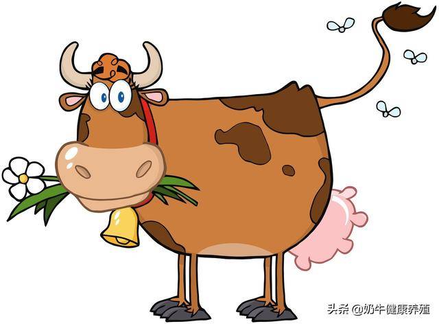牛的消化器官有何特点?