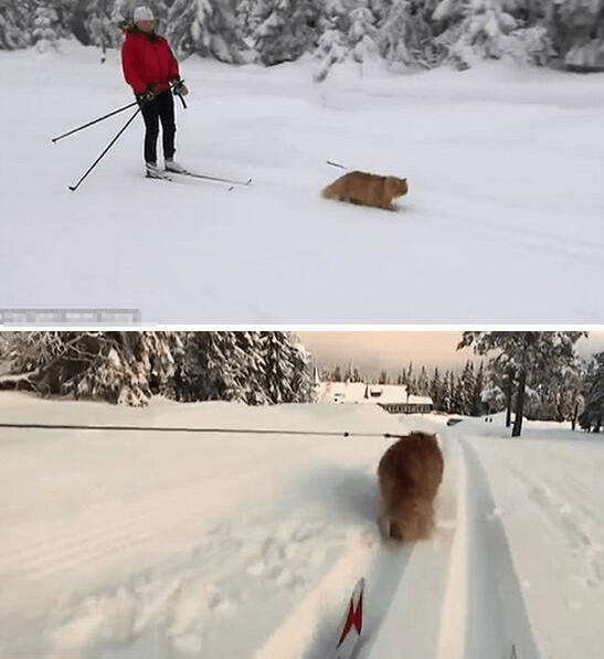 原创俄罗斯的猫能有多彪悍?拉雪橇不输给哈士奇,狗熊在它面前是弟弟