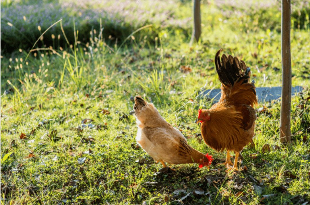 长汀河田鸡因主产于福建长汀县河田镇而得名,是福建省传统家禽良种