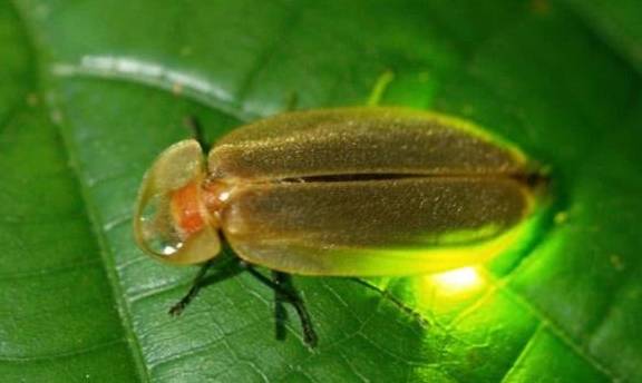 萤火虫的尾部为什么会发光