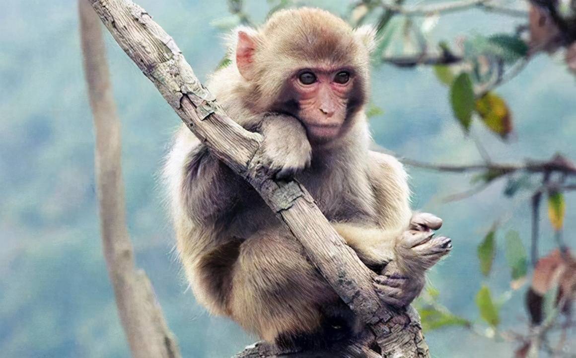 一对父子在西昌泸山登山游玩时被猴子群攻,两人均被咬伤