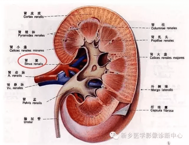 9种肾窦病变看看看完能掌握几个