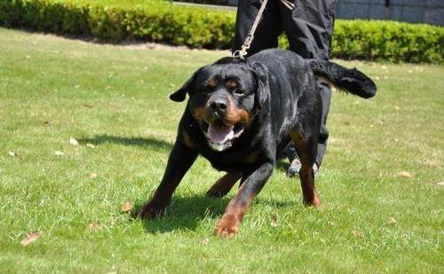 养罗威纳犬谨慎，因为这六点并非人人都可以接受