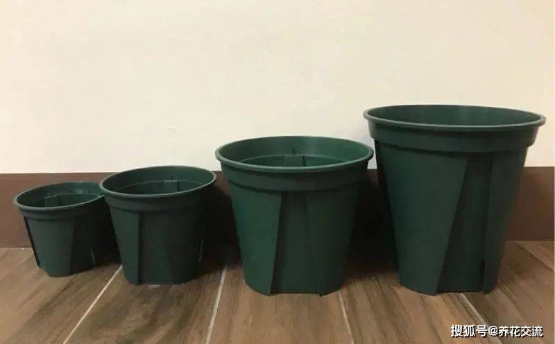 绿加仑盆种什么 2a15a961230e45c2b57e4ba90920022f.jpeg