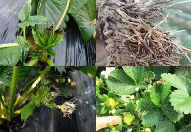 草莓为什么要补钙?又该怎么补钙?种植户了解一下_缺钙