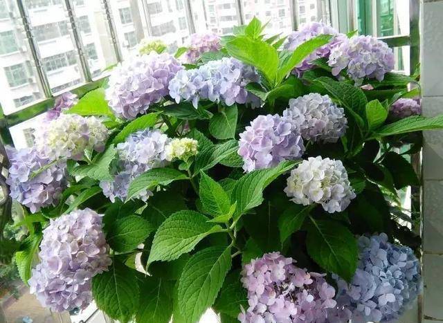 绣球花怎么修剪?几月份修剪?