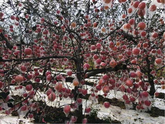 红富士|陕西乾县红富士苹果：产销两旺劲头足，红红火火又一年