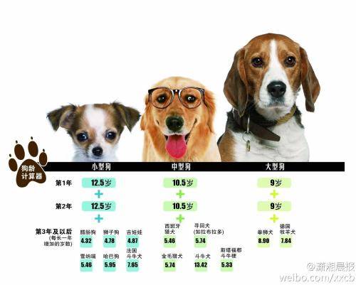 狗狗年龄换算你的狗相当于人类的几岁