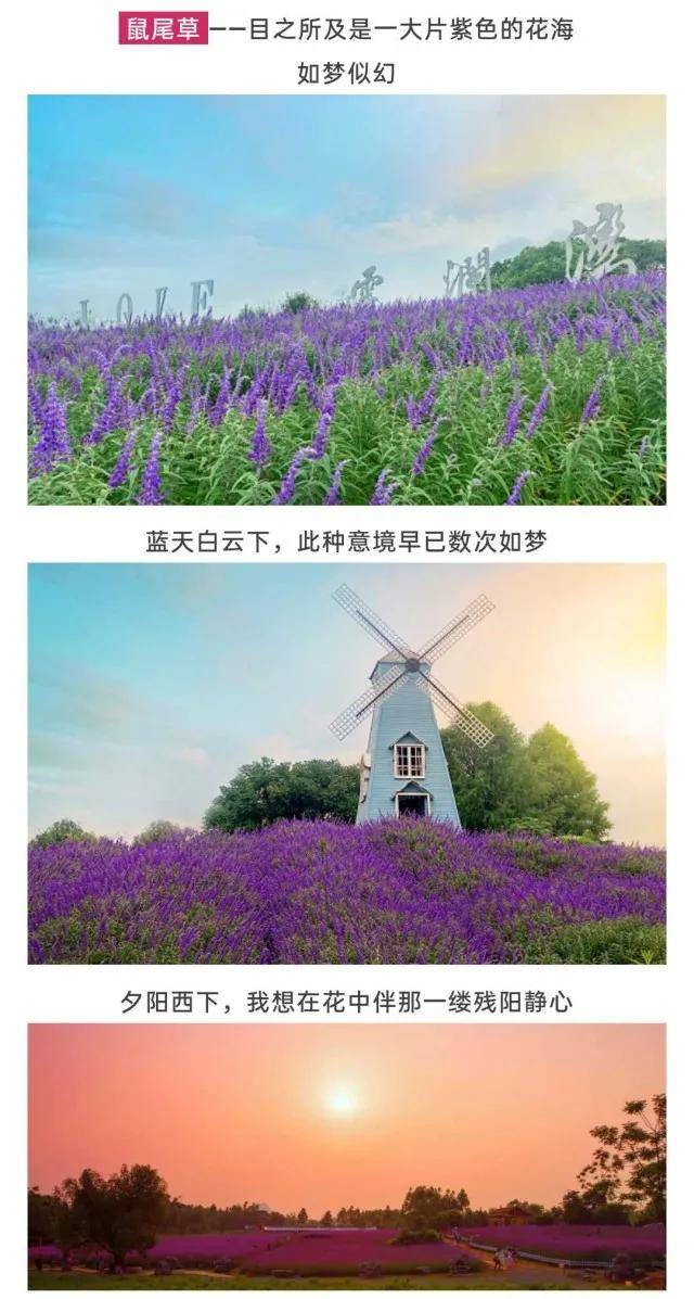 2020嘉兴云澜湾四季花海乐园粉黛花海紫色花海10月24日起免费玩快领票
