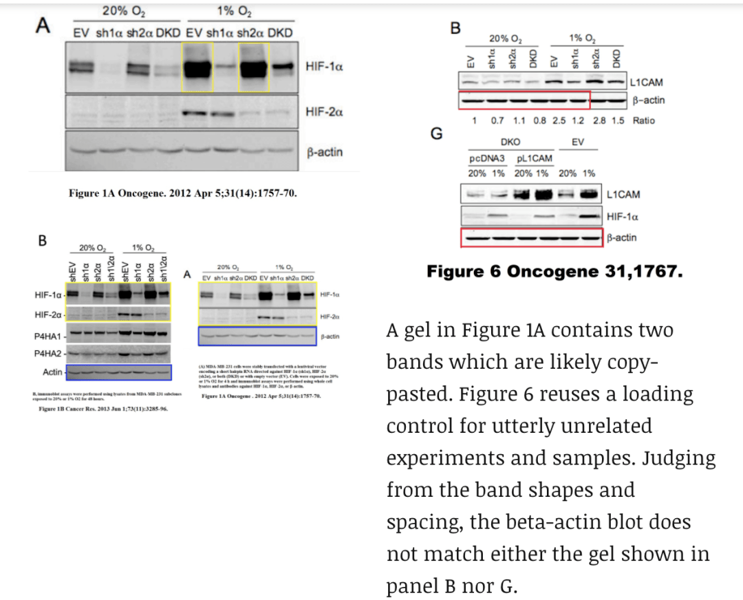 塞门扎|去年诺奖得主涉嫌学术造假！30多篇论文被曝P图、复制粘贴