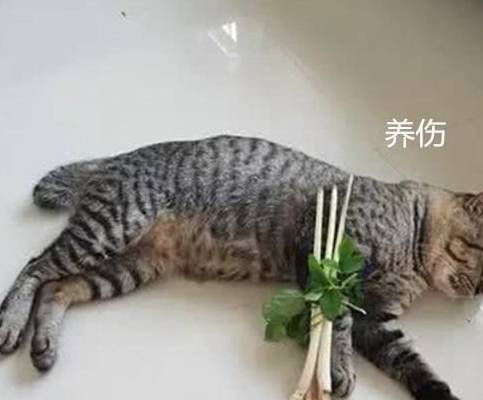 怎么看小猫有没有骨折 0a1f7dcfb0bc420e8181972da8a44d6b.jpeg