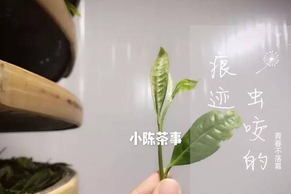 福鼎|喝茶是喝品质，还是盲从大师？无论白茶、岩茶、普洱茶、红茶