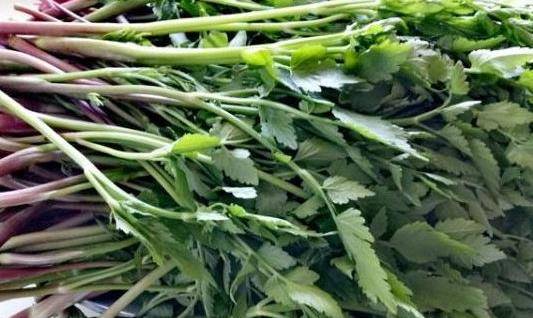 婆婆丁怎么吃有效果 41eee809dff54c518deb9bf6645362da.jpeg