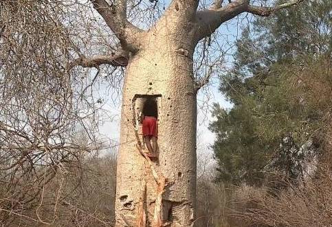 树是怎么吸收水分的 60f349711852452b9f92e5ac0ba27c59.jpeg