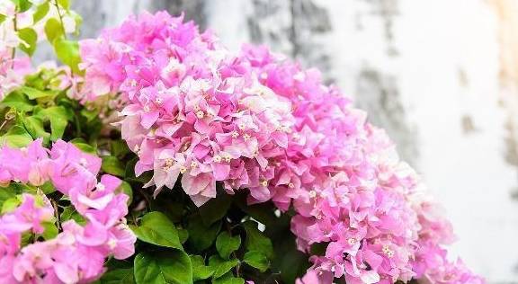 如何修剪三角梅的根 db858c6833c148c5b44d03285f0508ca.jpeg