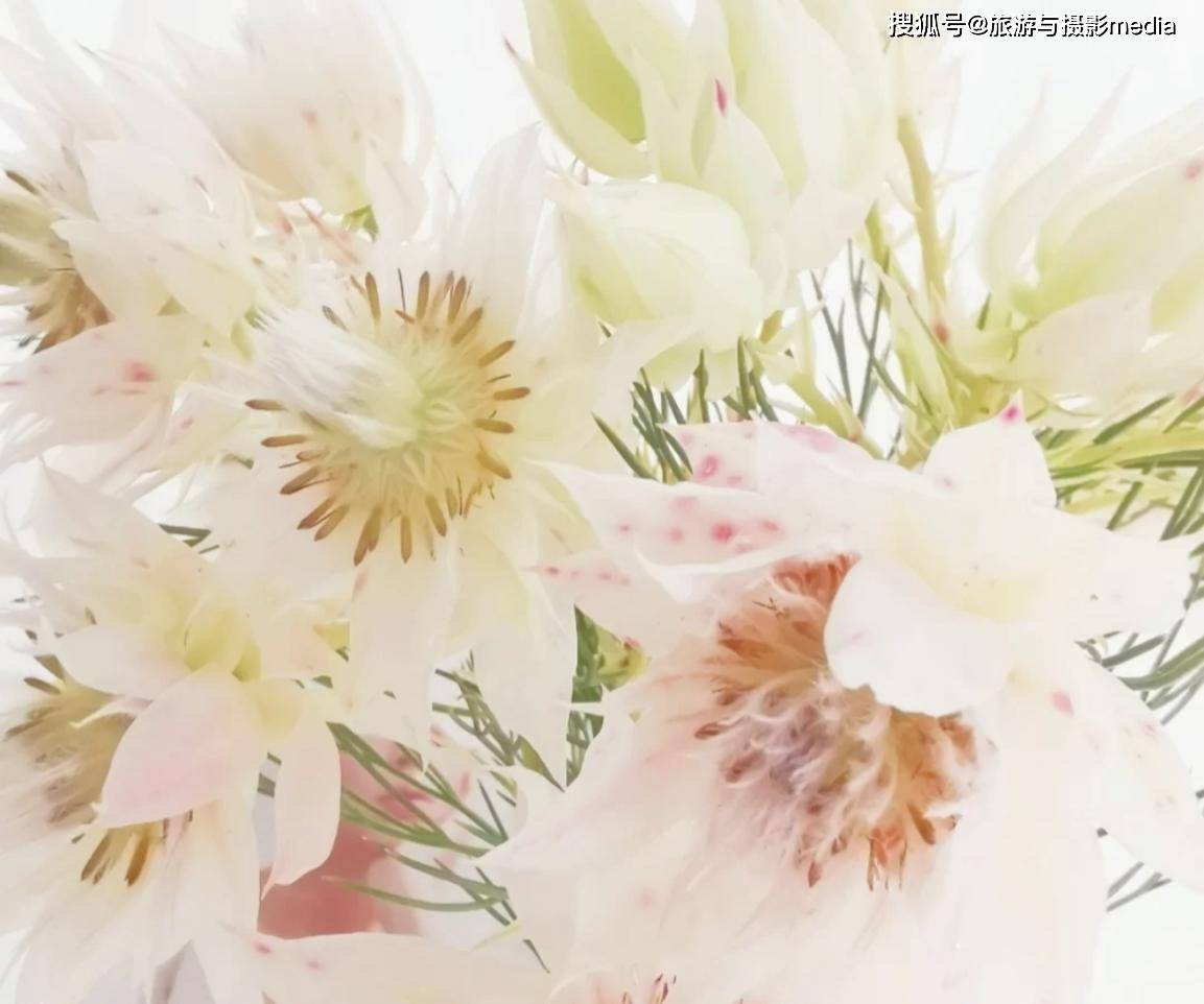 叫婚纱的花_莫叫姐姐的照片(3)