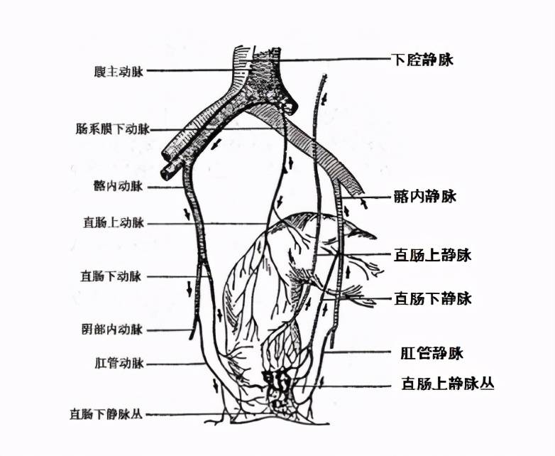 ①直肠上动脉是肠系膜下动脉的终末支,在直肠上端第三骶椎处分为左,右