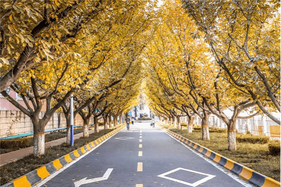 邂逅西安翻译学院最美秋景