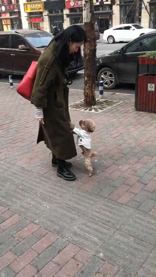 狗狗陪主人逛街,走累就向主人索求抱抱,一脸萌样捕获少女心