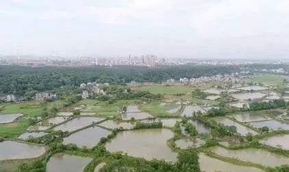 泰和GDP_泰和乌鸡