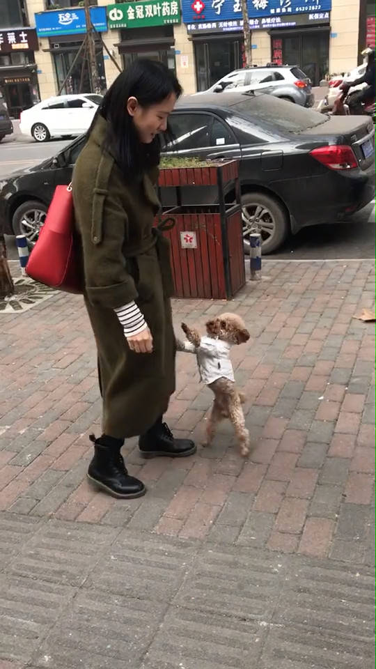 狗狗陪主人逛街走累就向主人索求抱抱一脸萌样捕获少女心
