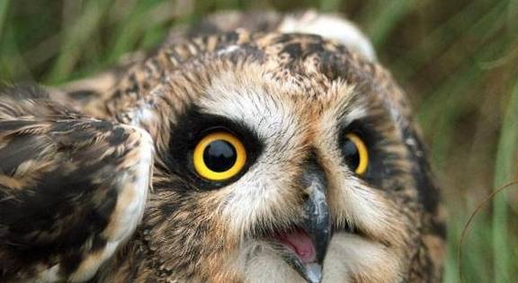 世界上最大的猫头鹰 ae33f0e67c2743be9de27f9dfbac4c3b.jpeg