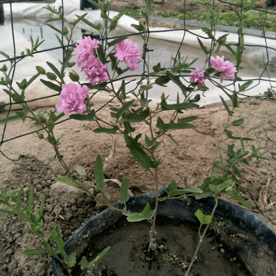 可以爬满墙的花 aed5a85eb960424b9bb7d4fbbad87118.png